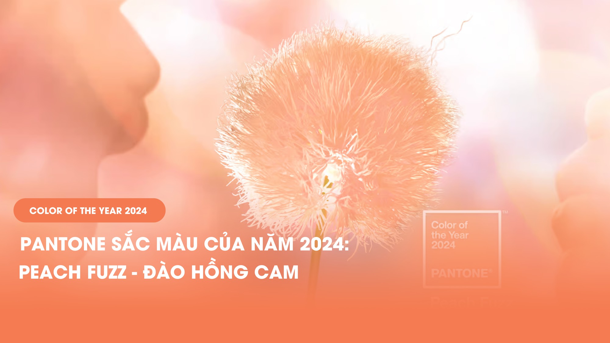 ĐÀO HỒNG CAM SẮC MÀU CỦA NĂM 2024